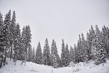 beautiful nature covered in snow