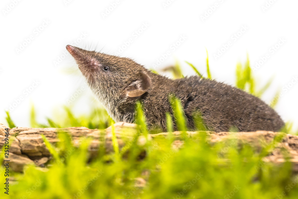 Poster shrew pointing nose in the air