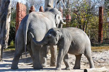 Famille éléphants - Zoo Zurich 