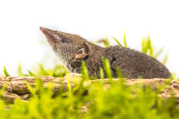 Shrew pointing nose in the air