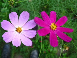 Obraz premium two flowers