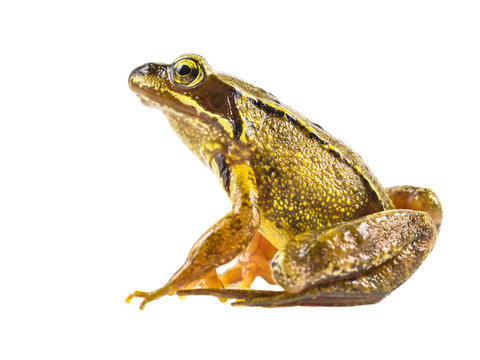 Common brown frog on white background