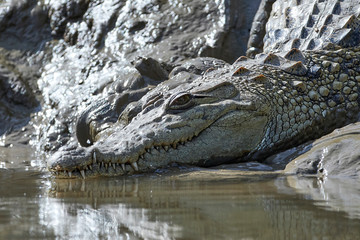 Nile crocodile (Crocodylus niloticus)