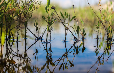 temporary rain ponds with vegetation