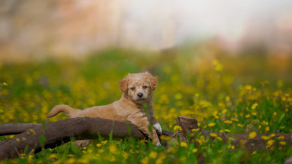 Beautiful puppies are played on a summer glade among dandelions, flowers and grass