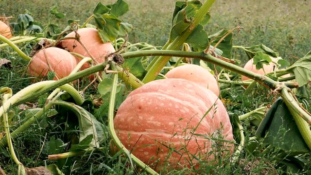 4K Close up slowly footage of a several pumpkins on the field (windy weather). A lot of orange pumpkins on meadow with alfalfa on background. Pumpkins are growing on organic vegetable field (garden). 
