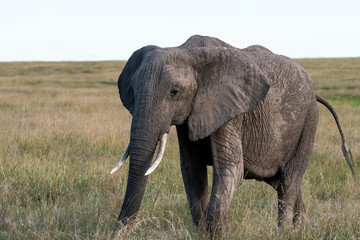 Naklejka na ściany i meble A lone elephant grazing in the savannah of Masai mara national reserve during a wildlife safari