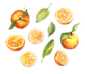 Watercolour hand painted summer fruit oranges and leaves illustration set on white background