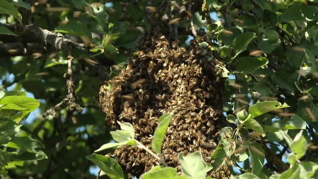 A swarm of bees flies around the queen bee.  Roy of wild bees on a branch of an apple tree.