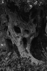the screaming tree