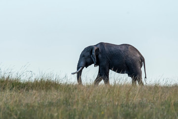 Fototapeta premium A lone bull elephant grazing in the savannah of Masai mara national reserve during a wildlife safari