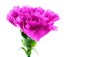 Purple carnation isolated on white bacground