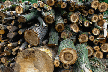 Cut trees background. Pile of wood logs. 