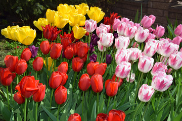 Tulipany w ogrodzie