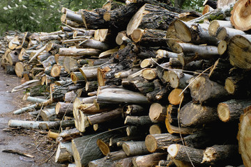 Large armful of firewood