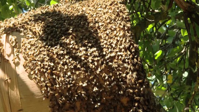 A swarm of bees flies around a special basket. A swarm of bees protects the queen bee. The beekeeper removes a swarm of bees from a tree.