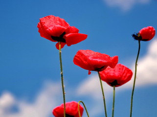 Obraz premium Red poppies and blue sky