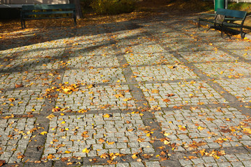 Colorful autumn maple leaves on walkway in Finland