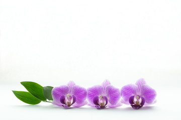 Concept of beauty and freshness - three purple orchid blossoms and green leaves isolated on white background