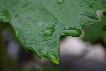Blume,natur,sommer,frühling,wasser,erde,blüte,blüten,