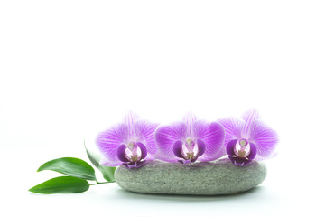 Concept od beauty and freshness - three purple orchid blossoms on grey roundstone and green leaves isolated on white background