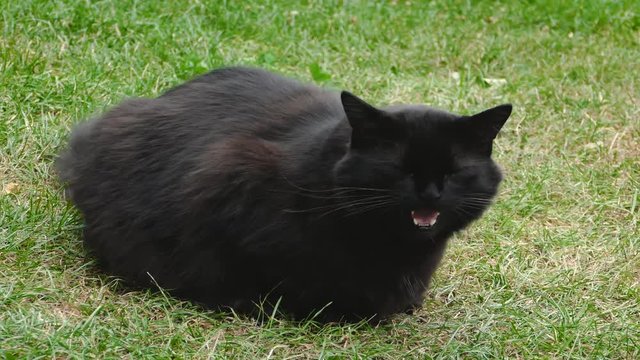 4K Close-up of a miaowing furry black cat (chantilly Tiffany).  Dark cat in the garden . Fluffy adult tomcat laying on the grass at home . Cat with big and green eyes looking to the camera.
