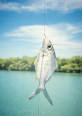 Little silver fish on the hook