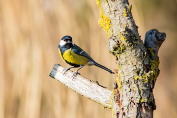 Great Tit, Parus major, perched on a branch, looking towards camera