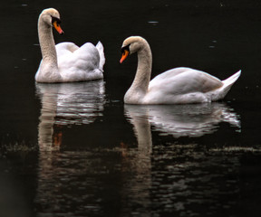 Fototapeta premium Cygnes sur l'Ain, France