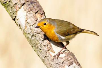 European Robin, Erithacus rubecula, perched on a branch