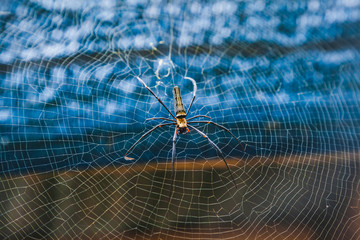 spider in the center of the web