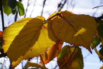 Obraz premium Blume,natur,sommer,frühling,wasser,erde,blüte,blüten,