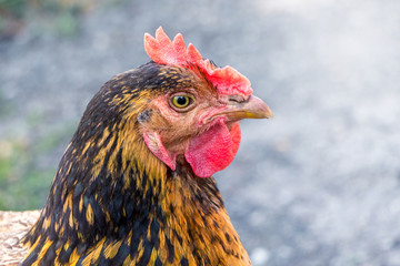 Brown pockmarked chicken in profile close-up on a light gray background_