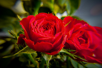 rosales, rot, blume, natur, rosales, liebe, blume, schönheit, garden, schön, green, pflanze, romantisch-, valentin, floral, flora, blumenstrauss, blühen, blütenblätter, aufblühen, geschenk, makro, rot