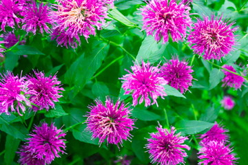 Obraz premium monarda flowers