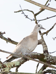 Turtledove (Streptopelia dekaocto) sits on wooden tree branch