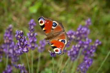 bright summer butterfly peacock eye on the delicate purple flowers of lavender