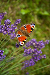 bright summer butterfly peacock eye on the delicate purple flowers of lavender