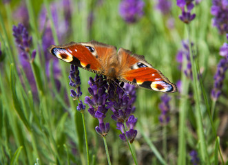 bright summer butterfly peacock eye on the delicate purple flowers of lavender