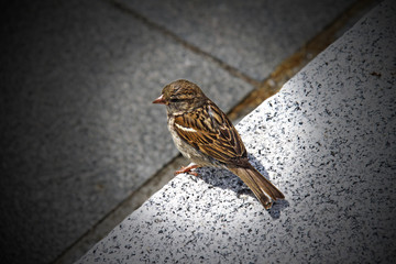 ein einsamer Spatz auf Bordsteinkante aus Graphit sitzend