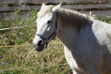 Obraz premium horse, tier, braun, bauernhof, kopf, einhufer, portrait, hengst, natur, säugetier, ponies, mähne, stute, horsey, schön, gras, horse, feld, ohr, weiß, green, gesicht, wiese, schönheit, bauernhof