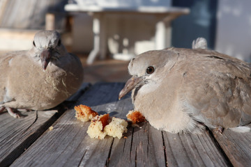couple turtledove Eurasian collared dove (Streptopelia decaocto) eating some bread outdoor home garden