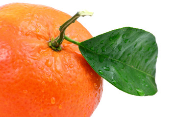 Clementine,madarin Orange ,citrus isolated and close up on white background.