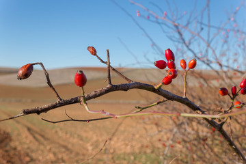 Red fruits tree and farm fields
