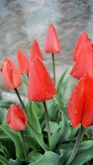red tulips in the garden