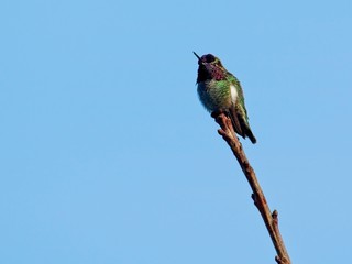 Hummingbird perched