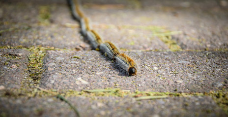 Close-up of a row of pine processionaries