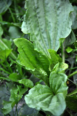 In nature, the plantain is growing