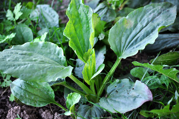 In nature, the plantain is growing