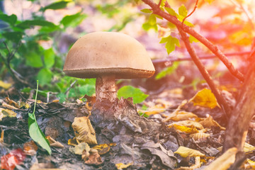 Mushroom boletus in the forest